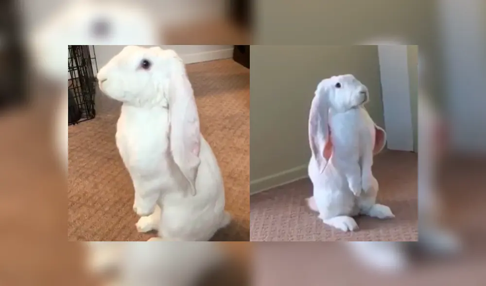 Facebook: conejo ‘orejón’ enternece a miles por curioso detalle en su comportamiento [VIDEO]