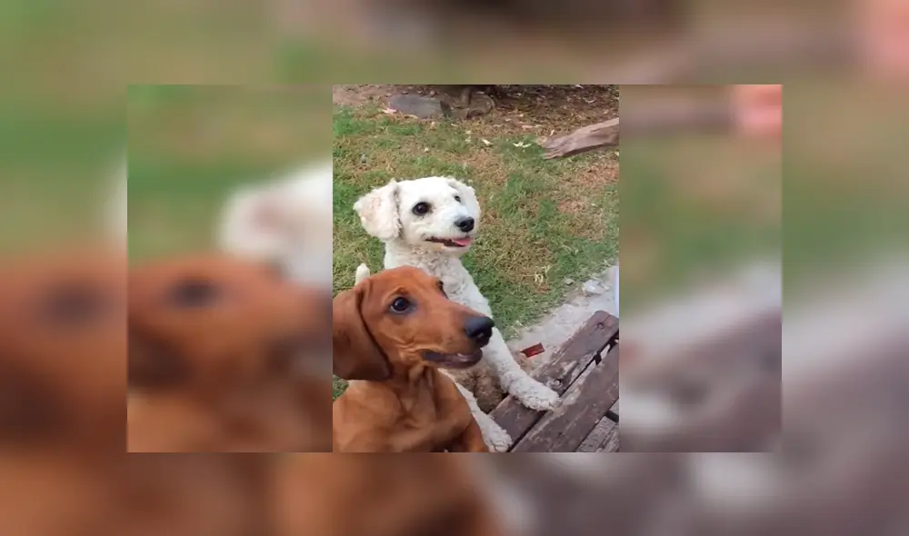 En Tik Tok, un perro no toleró que su dueño le haga jugar al nuevo integrante de su familia y buscó venganza.
