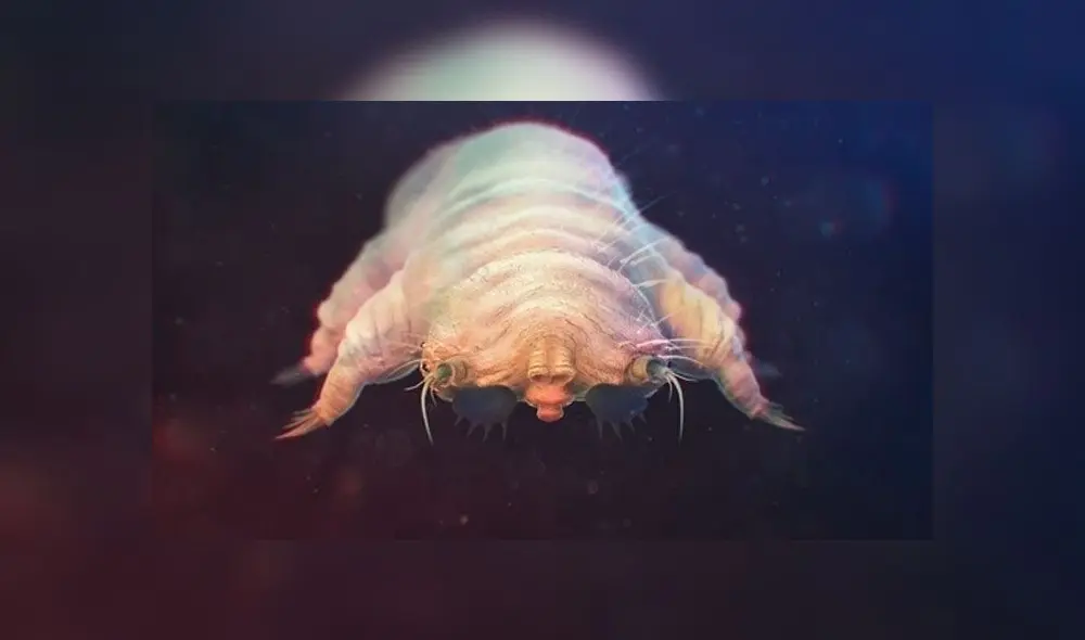 Demodex:  el ácaro que vive y se reproduce en el rostro ¿es una amenaza?