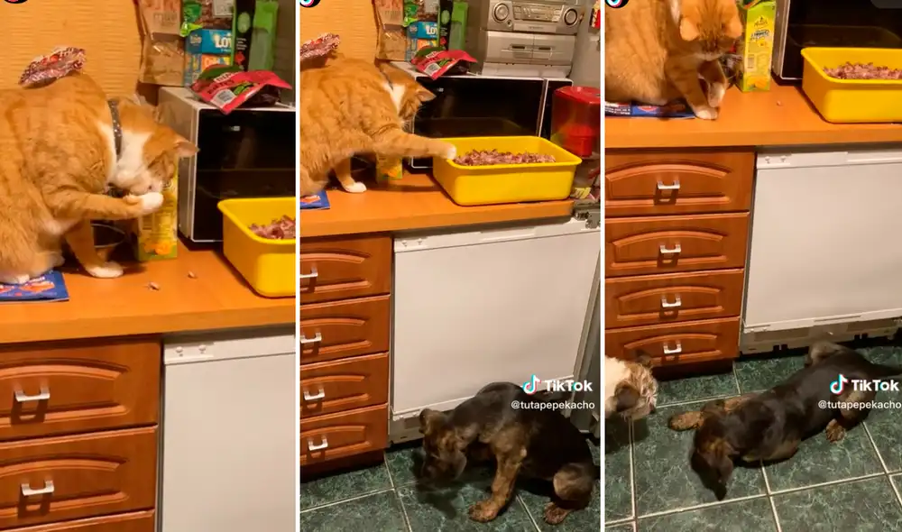 El video generó la risa de miles de usuarios en redes sociales. Foto: composición La República/captura de TikTok/@Tutapepekacho El video generó la risa de miles de usuarios en redes sociales. Foto: composición La República/captura de TikTok/@Tutapepekacho