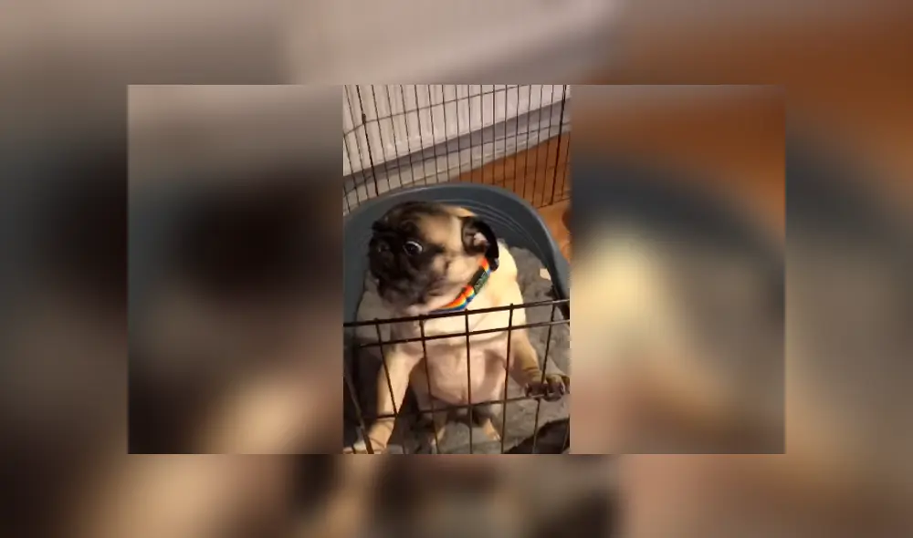 Desliza las imágenes para observar la inesperada reacción de un perro para llamar la atención de su dueña.
