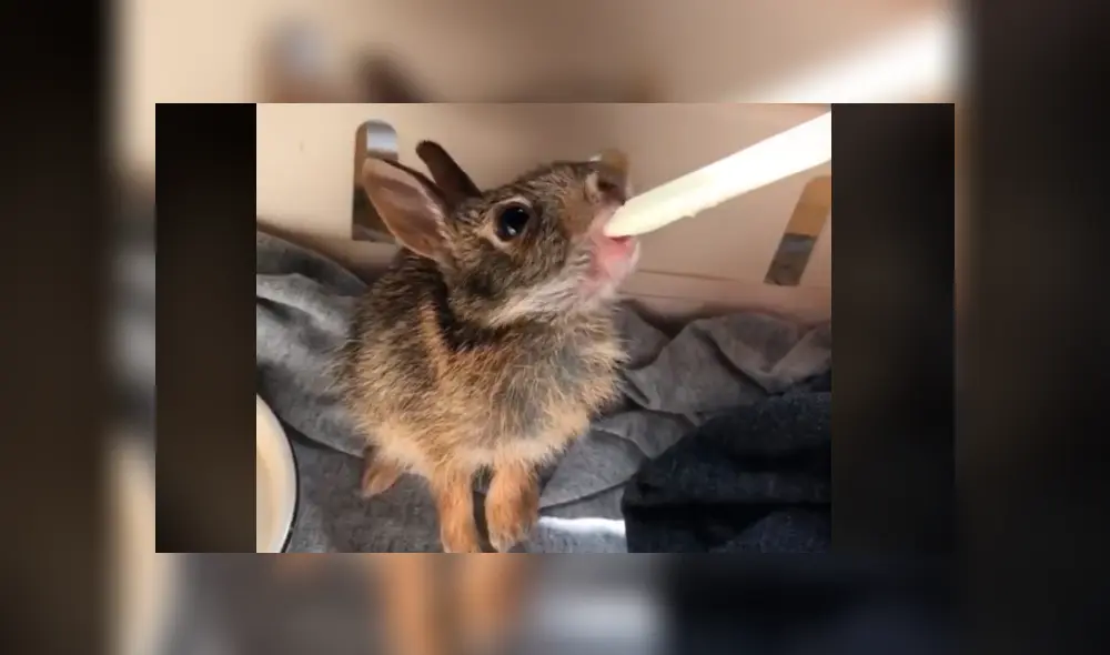 El recién nacido, aún no habría los ojos y buscaba a su mamá para alimentarse. Foto: Jessica Lee/TikTok
