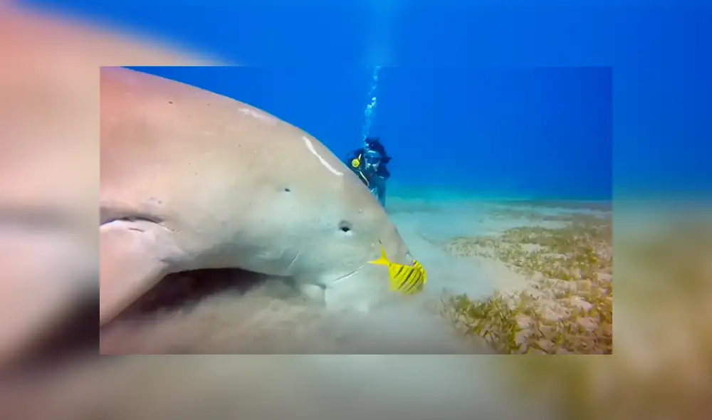 YouTube viral: enigmática criatura fue captada alimentándose en el fondo del Mar Rojo [VIDEO]