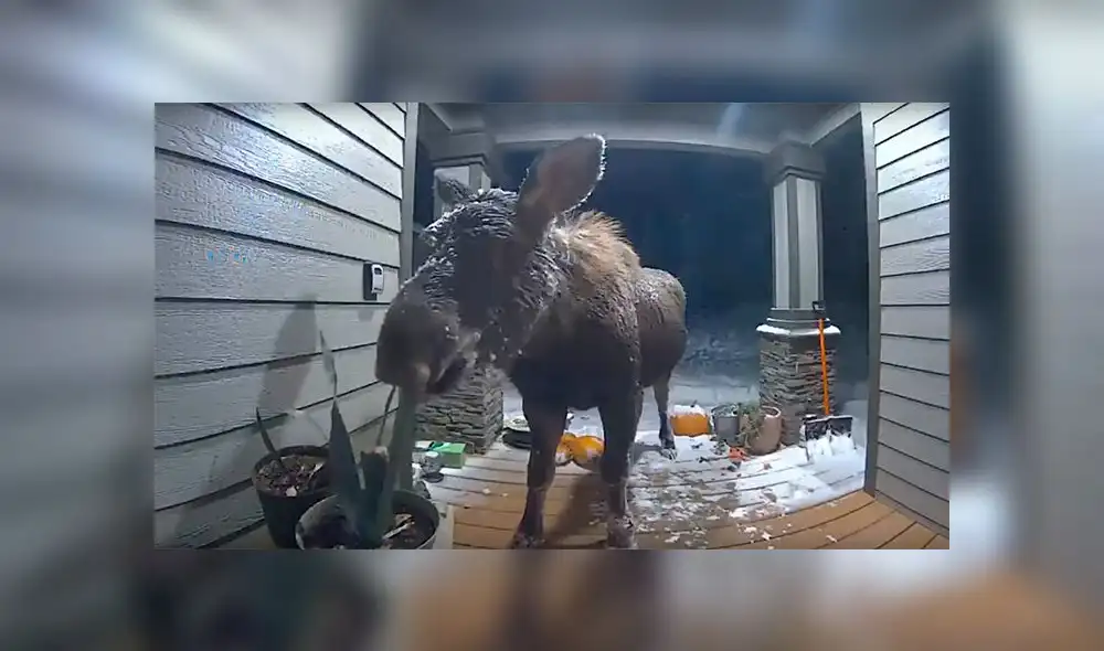 Facebook: Cámaras de seguridad captan a un alce “ladrón” de plantas [VIDEO]