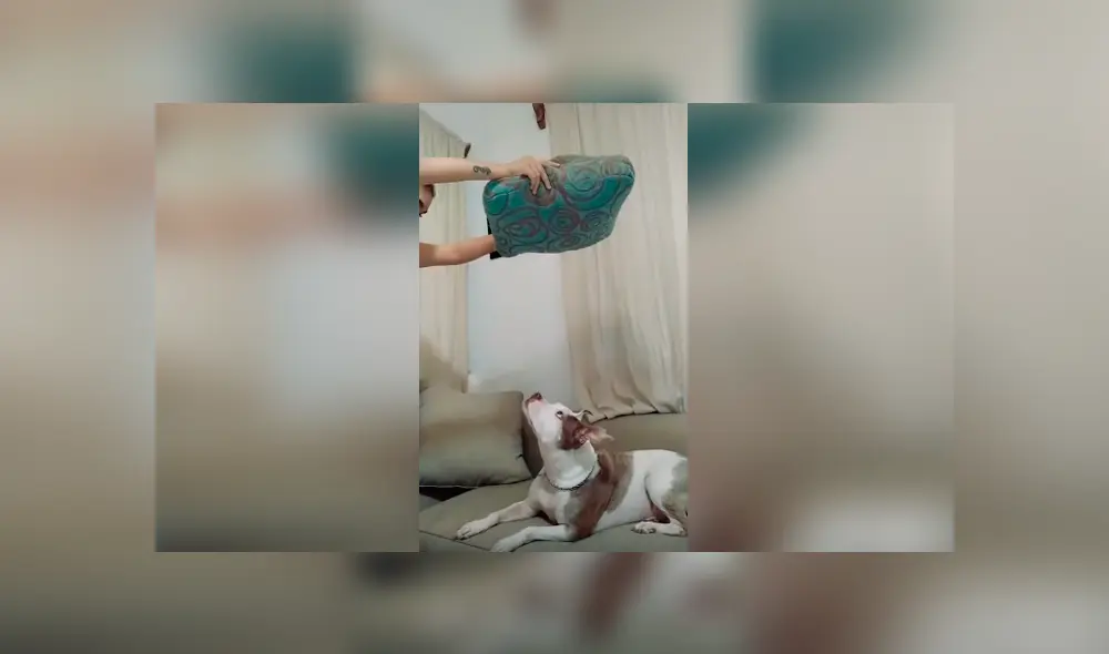 Desliza las imágenes para conocer el inesperado comportamiento de un perro al ser víctima de la broma de su dueña.