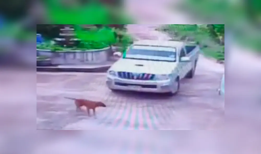 Conductor casi atropella a perro ‘imprudente’, toca claxon y can hace lo impensado [VIDEO] 