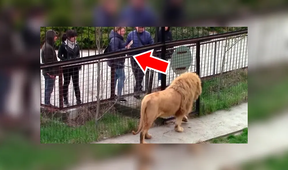 Si quieres ver lo que hizo un feroz león cuando notó que una turista lo fotografiaba, desliza cada imagen viral de YouTube hacia la izquierda. Si quieres ver lo que hizo un feroz león cuando notó que una turista lo fotografiaba, desliza cada imagen viral de YouTube hacia la izquierda.