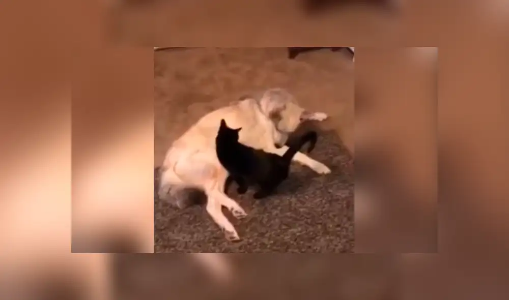 Facebook viral: coloca cámara de seguridad y descubre lo que hacen su perro y su gata en su ausencia Facebook viral: coloca cámara de seguridad y descubre lo que hacen su perro y su gata en su ausencia