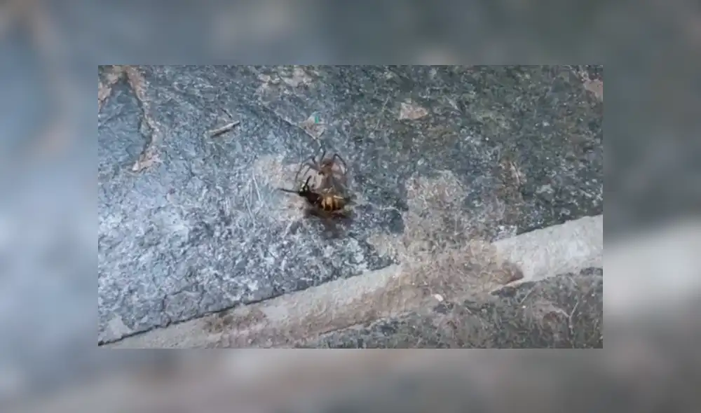 Un joven grabó el momento en que una avista defendió a su compañera del brutal ataque de una araña. Un joven grabó el momento en que una avista defendió a su compañera del brutal ataque de una araña.