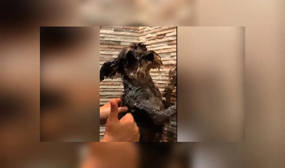 Desliza las imágenes para ver la curiosa escena que protagonizó este travieso perro y su dueña al bañarlo. Foto: YouTube