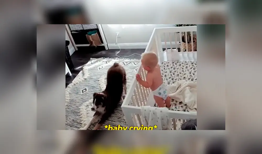 Desliza cada imágen de Facebook para descubrir el secreto mejor guardado de un bebé y su perro que arrancó miles de suspiros.