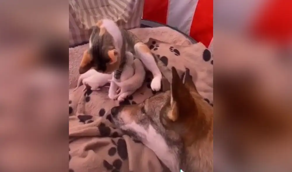 Desliza las imágenes para ver más sobre esta conmovedora escena entre perros y gatos. Foto: captura de Facebook Desliza las imágenes para ver más sobre esta conmovedora escena entre perros y gatos. Foto: captura de Facebook
