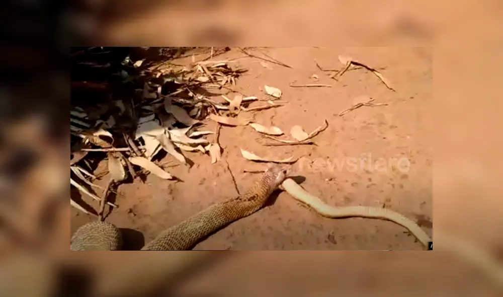 Voraz serpiente engulle a otra y hombre hace lo impensado para impedirlo, pero final es trágico.