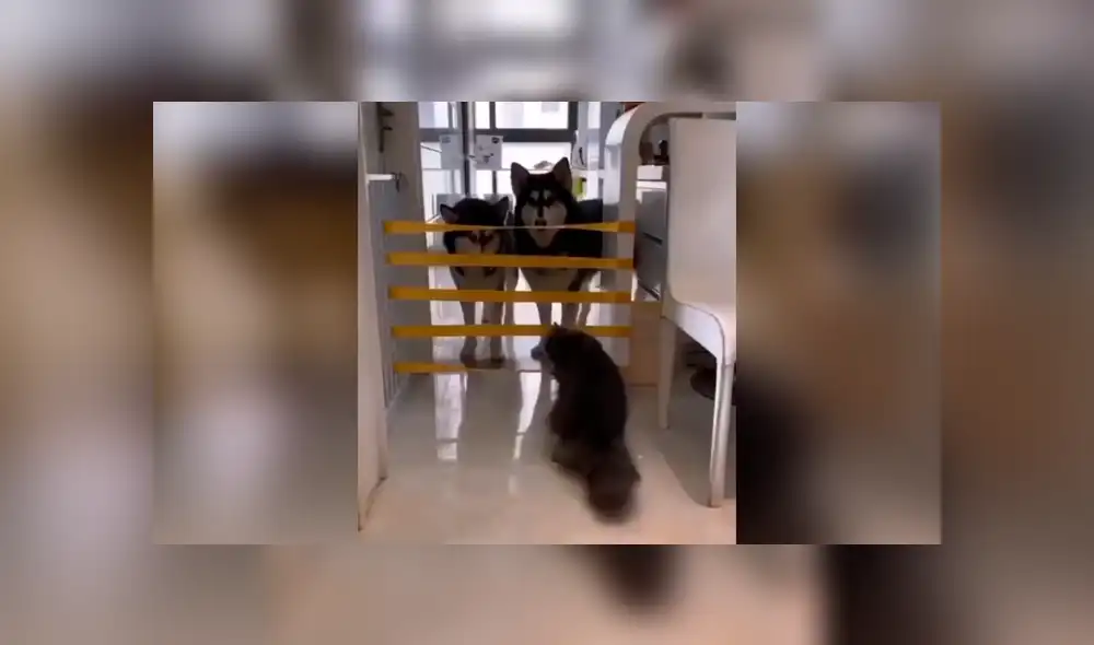 Desliza las imágenes para conocer la travesura que cometió un perro al arruinar un juego que creó su dueño. Foto: Captura. Desliza las imágenes para conocer la travesura que cometió un perro al arruinar un juego que creó su dueño. Foto: Captura.