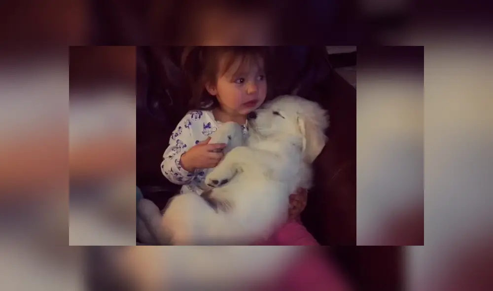 Desliza las imágenes para apreciar la amorosa escena que protagonizaron un perro junto a un pequeña. Desliza las imágenes para apreciar la amorosa escena que protagonizaron un perro junto a un pequeña.