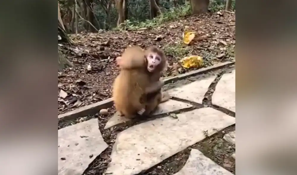 Desliza hacia la izquierda para ver más imágenes de este tierno abrazo entre dos monos bebés. Foto: captura de TikTok