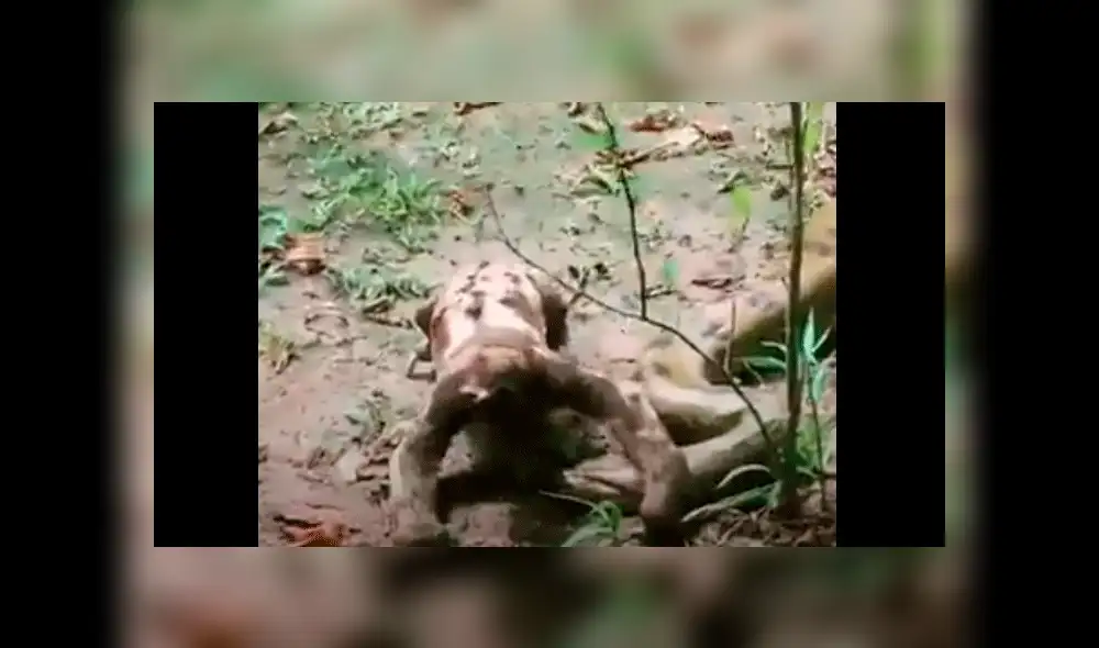 La sorprendente reacción de una letal anaconda tras ser pisada por un distraído oso perezoso [VIDEO]