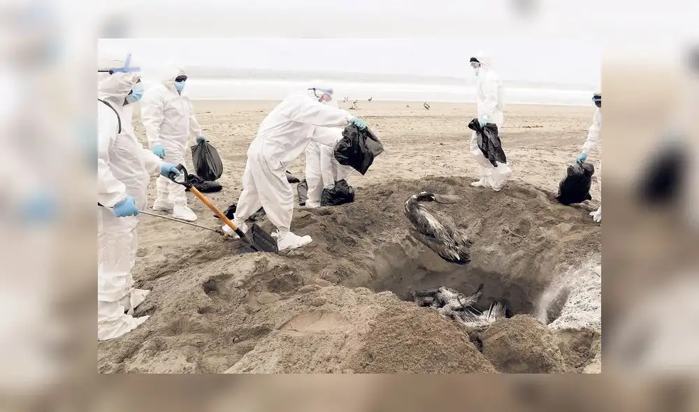 Limpieza. Cada día se hallan menos aves muertas en las playas del norte. Por ahora el foco del virus está en la costa centro y se extiende hacia el sur. Limpieza. Cada día se hallan menos aves muertas en las playas del norte. Por ahora el foco del virus está en la costa centro y se extiende hacia el sur.