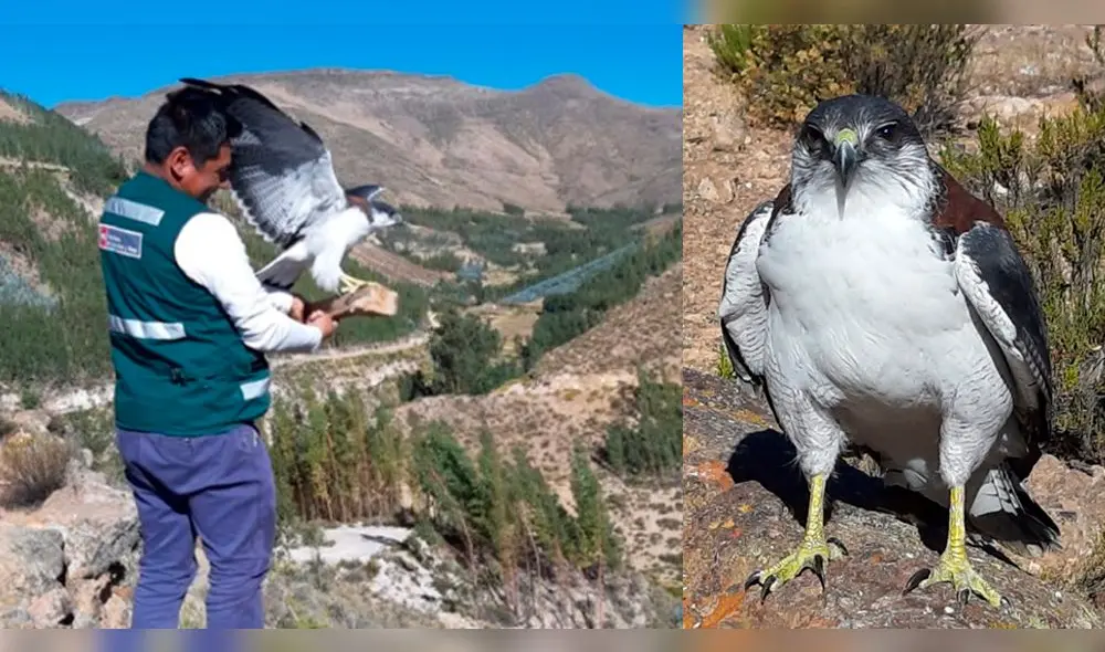 En Tacna liberaron a tres aguiluchos tras proceso de rescate y recuperación.