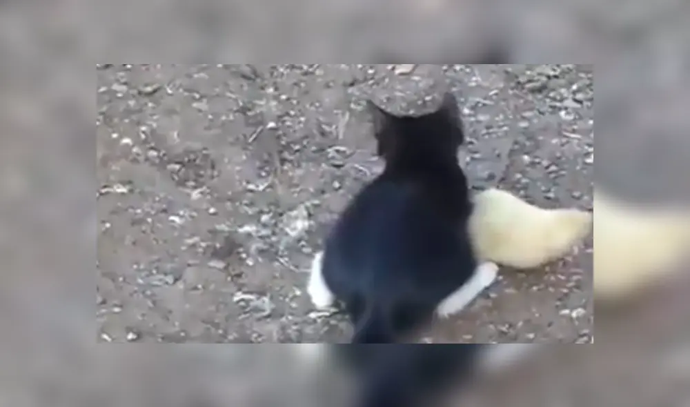 Facebook viral: Parece que gato intenta comerse un pato bebé, pero ocurre lo inesperado [VIDEO]