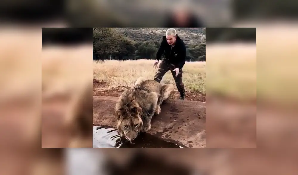 El joven asustó por la espalda al feroz depredador mientras estaba tomando agua de una laguna. Foto: captura