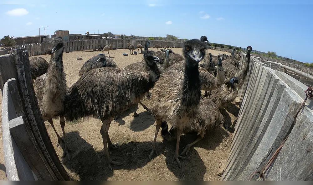 Zoocriadero de avestruces en Chiclayo Zoocriadero de avestruces en Chiclayo