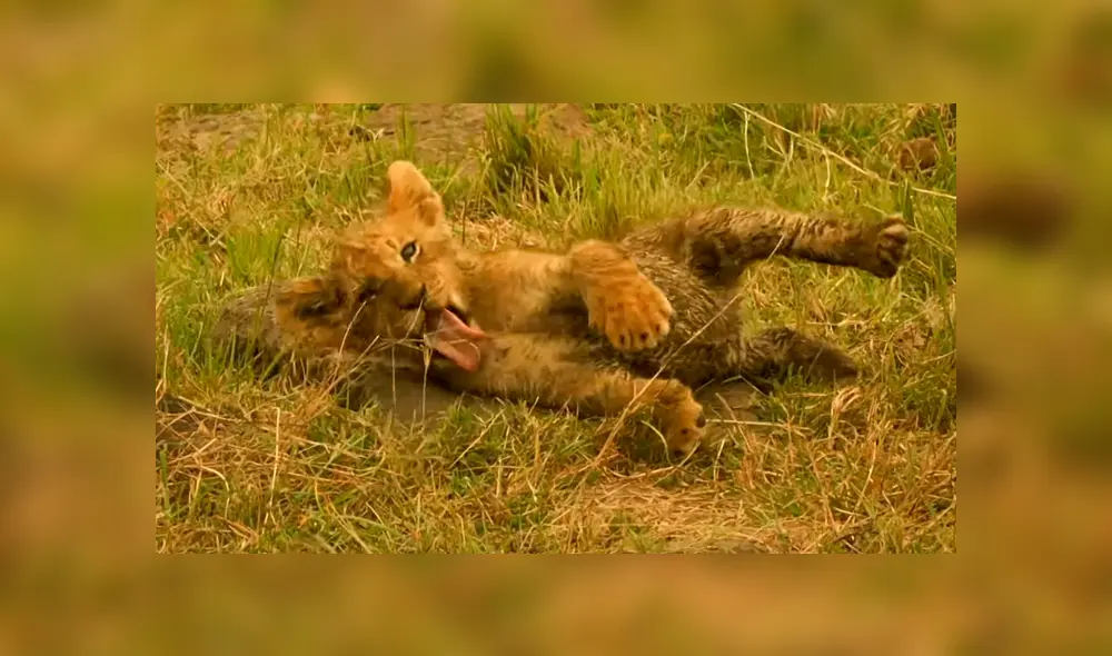 Aún les queda bastante tiempo para que puedan ser independientes y dejar de depender de su madre. Foto: BBC Earth