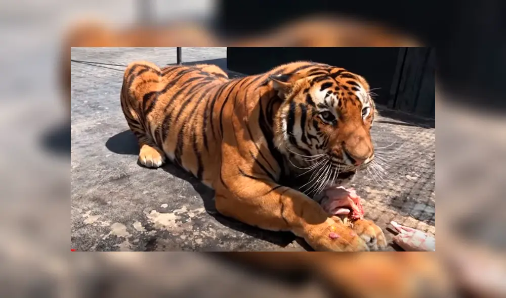 Feroz tigre tuvo violenta reacción con el hombre que lo cuidó de bebé.