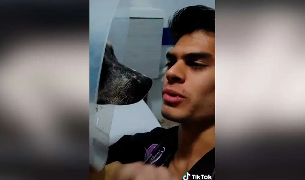 Desliza las imágenes para conocer un poco más sobre esta cachorra que fue abandonada. Foto: captura de TikTok/@rhauxiliarveterinario