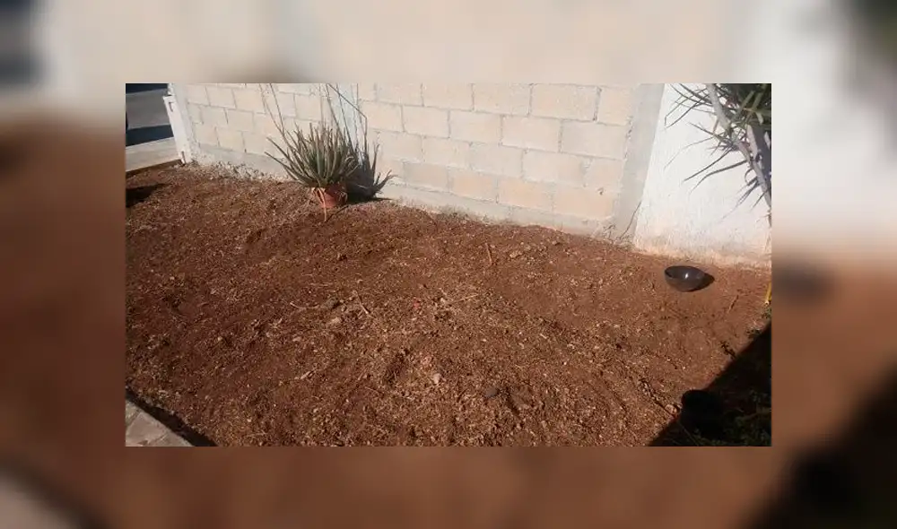 Anciano pide trabajo para “no morir de hambre” durante cuarentena por coronavirus 