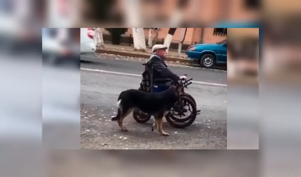 Desliza las imágenes hacia la izquierda para apreciar el noble gesto de un perro cuando salió a pasear con su dueño.