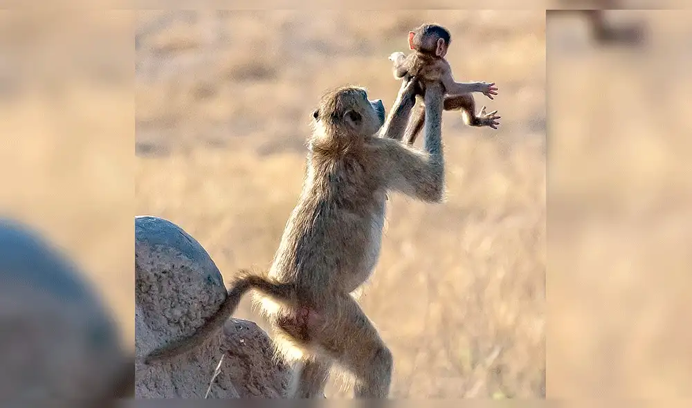 YouTube viral: primates son captados recreando escena de 'El Rey León' [VIDEO]