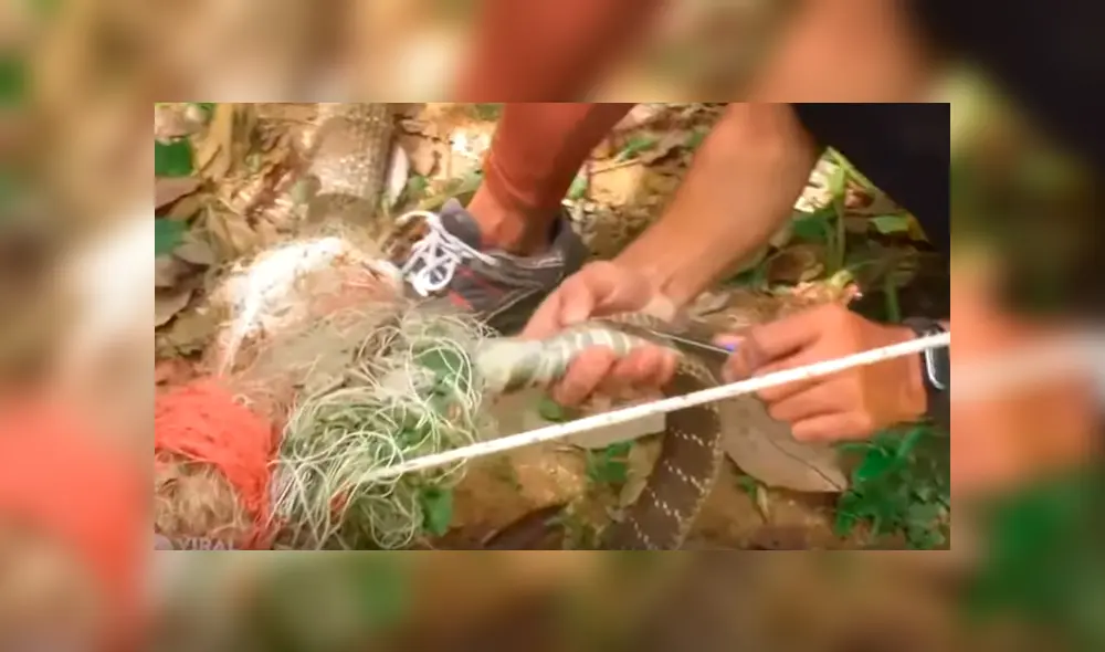 Es viral en YouTube. Enormes serpientes necesitaron la ayuda a de varias personas para ser liberadas tras quedar atascadas en una red de granjero durante un proceso de apareamiento