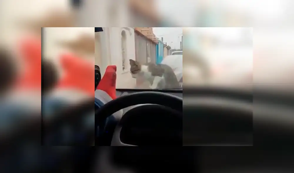 Hombre pateaba a la cara del gato a través de la luna delantera de su auto hasta que un inesperado incidente hizo que se arrepintiera.