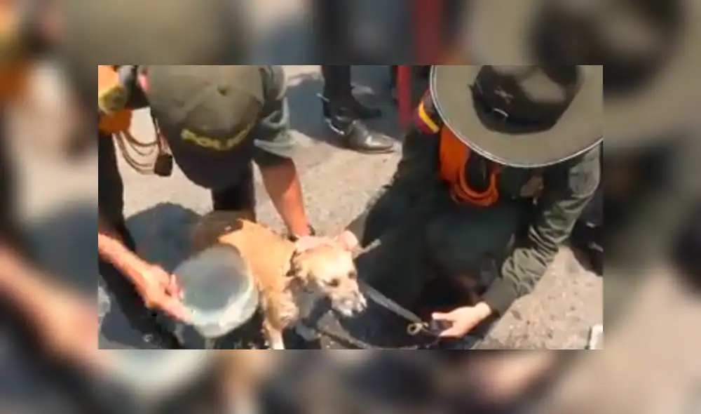 Policías de Colombia rescatan a perros abandonados que ‘migran’ desde Venezuela [VIDEO]