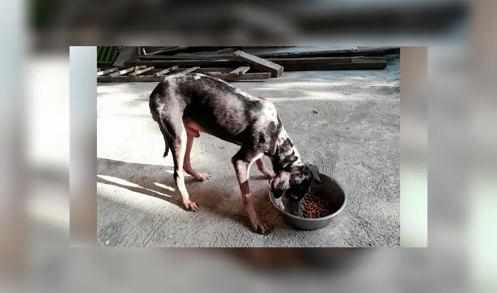 Desliza para ver el aspecto actual de este perro que se volvió 'famoso' en Facebook. Foto: Captura. Desliza para ver el aspecto actual de este perro que se volvió 'famoso' en Facebook. Foto: Captura.