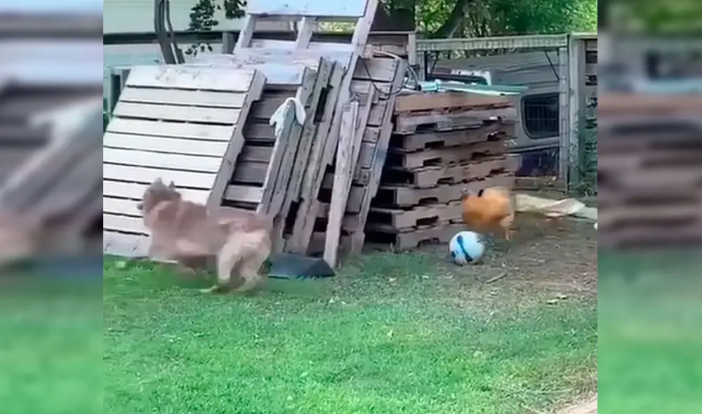 Desliza las imágenes hacia la izquierda para observar la divertida escena entre un perro junto a una gallina. Fotocaptura: Facebook. Desliza las imágenes hacia la izquierda para observar la divertida escena entre un perro junto a una gallina. Fotocaptura: Facebook.