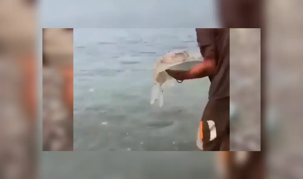 En Facebook se hizo viral el extraño aspecto de una criatura que atrapó un pescador.