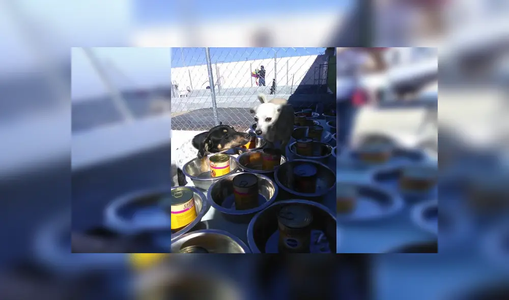 En Facebook, un grupo de voluntarios se organizaron para festejar Navidad junto a perros callejeros. En Facebook, un grupo de voluntarios se organizaron para festejar Navidad junto a perros callejeros.