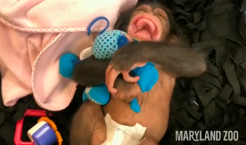Desliza las imágenes para ver la tierna escena del bebe chimpancé sonriéndole a sus cuidadores. Foto: captura de YouTube Desliza las imágenes para ver la tierna escena del bebe chimpancé sonriéndole a sus cuidadores. Foto: captura de YouTube