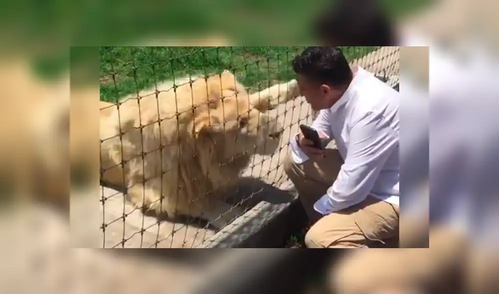 Turista ingresa a recinto de leones, sin imaginar lo que pasaría.