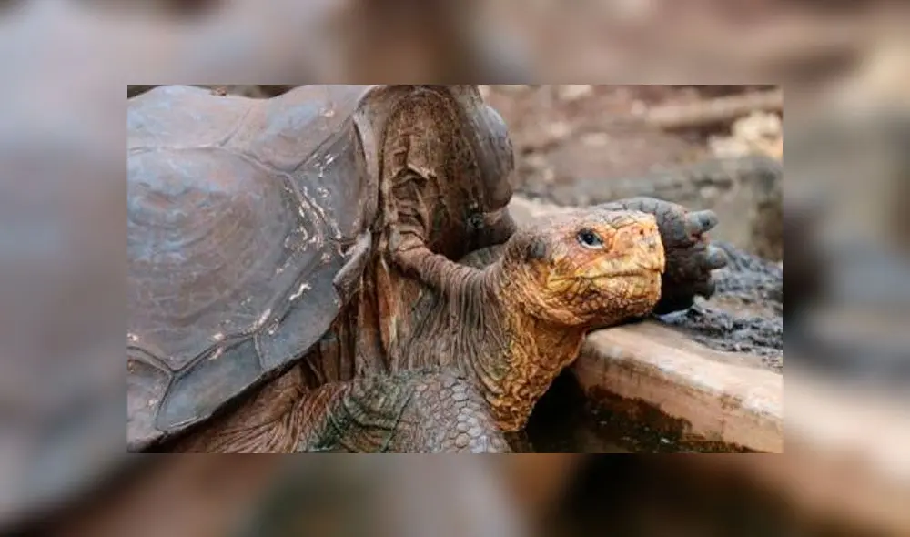 Diego, la tortuga gigante que salvó a su especie de la extinción gracias a su apetito sexual. Foto: Difusión
