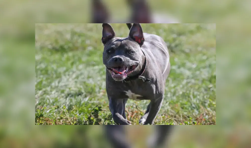 Intenta salvar a su vecino de un ataque de pitbulls y termina asesinándolo con una ballesta [VIDEO] 