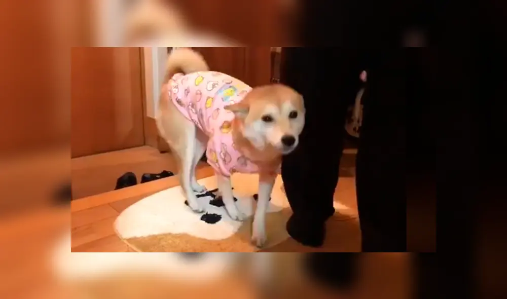 En Facebook, un perro se entusiasma de una manera peculiar cuando ve que su dueño regresó a su casa. En Facebook, un perro se entusiasma de una manera peculiar cuando ve que su dueño regresó a su casa.