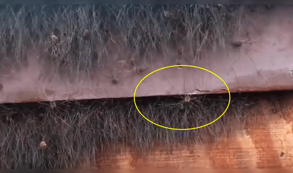 YouTube viral: nido de miles de arañas es descubierto en el lugar menos pensado [VIDEO]