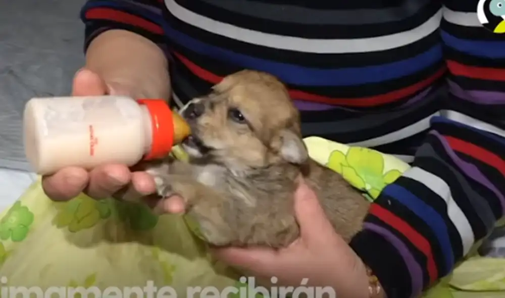 Desliza hacia la izquierda para ver las imágenes de video viral. Foto: Captura de YouTube. Desliza hacia la izquierda para ver las imágenes de video viral. Foto: Captura de YouTube.