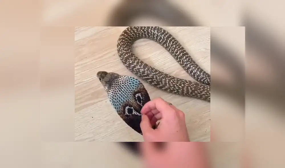 Si quieres ver lo que sucedió con el joven que cogió una peligrosa serpiente, desliza cada imagen del video viral de YouTube hacia la izquierda. Si quieres ver lo que sucedió con el joven que cogió una peligrosa serpiente, desliza cada imagen del video viral de YouTube hacia la izquierda.