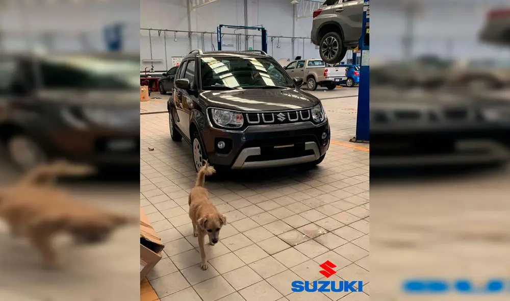 Desliza las imágenes hacia la izquierda para conocer la historia de un perro callejero bautizado como ‘El Firus’. Foto: Suzuki Kabah Cancún.