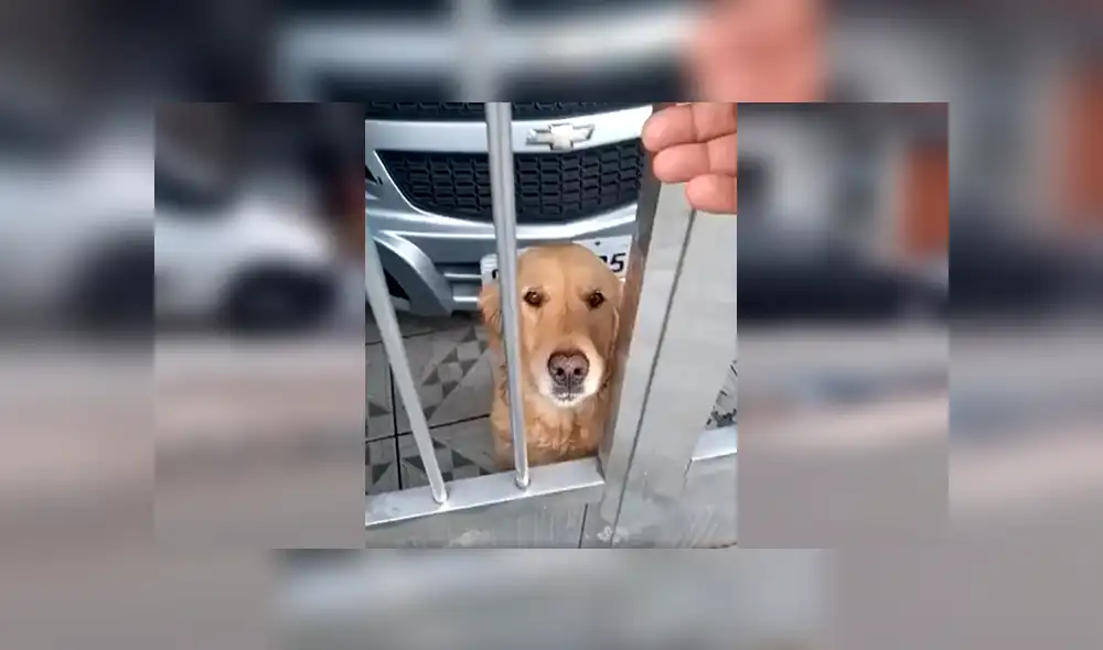 Desliza las imágenes para observar la singular acción de un perro al buscar su propia comida en un mercado. Fotocaptura: Facebook.