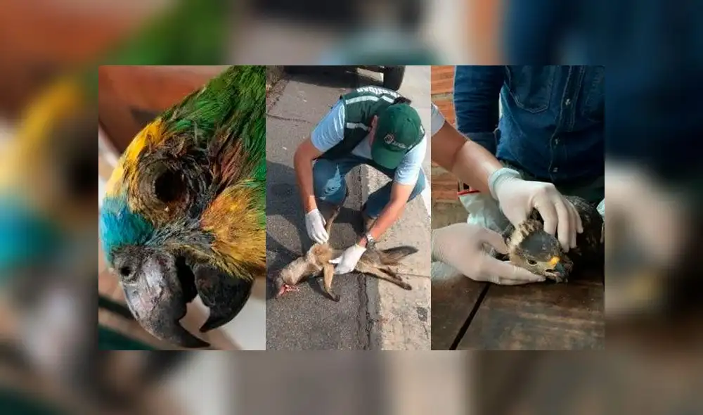 Así lucen los animales víctimas del incendio en la Amazonía [FOTOS]
